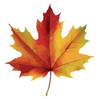 A maple leaf is shown on a white background vector