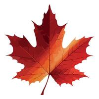 A red maple leaf on a white background vector