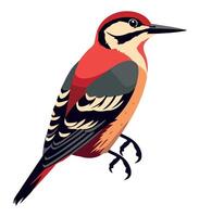 Woodpecker bird illustration vector