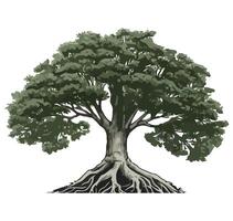 An illustration of a tree with roots vector