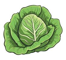 Cabbage leaf illustration isolated on white background vector