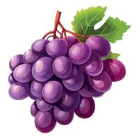 Grapes on a vine illustration vector