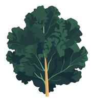 A kale leaf on a white background vector