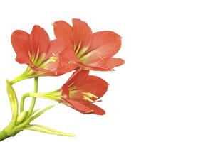 Amaryllis on a white background photo