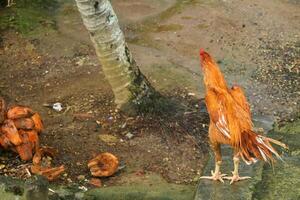 An orange rooster is standing tall on the road around the village photo