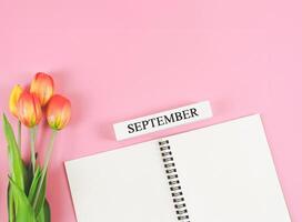 flat lay of opened diary or notebook with wooden calendar Septembert on pink background with orange-yellow tulips. Copy space. photo