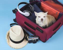 Sad brown short hair Chihuahua dog, crying, sitting in pink suitcase with travelling accessories, isolated on blue background. the dog want to go with his owner. photo