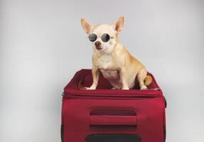 brown chihuahua dog wearing sunglasses sitting on pink suitcase on white background. Traveling with pet concept. photo