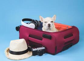 Sad brown short hair Chihuahua dog, crying, sitting in pink suitcase with travelling accessories, isolated on blue background. the dog want to go with his owner. photo