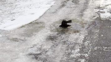 Birds foraging on ice-covered road, one bird bathes in a puddle while another looks on. Wintertime behavior of birds in snowy conditions video