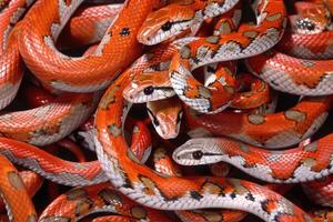 Close up of red wild snakes with scales slithering in a circle in nature. photo