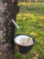 Natural Latex from rubber tree Hevea brasiliensis dropping to the Black cup in Ko Lanta Island, Thailand photo