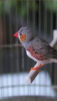 Close up shot of two cute little zebra finch or chestnut-eared finch, taeniopygia guttata spotted perching on tree branch and wondering around it surrounding environments, drop a guanoe and fly away. video