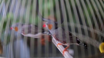 Close up shot of two cute little zebra finch or chestnut-eared finch, taeniopygia guttata spotted perching on tree branch and wondering around it surrounding environments, drop a guanoe and fly away. video