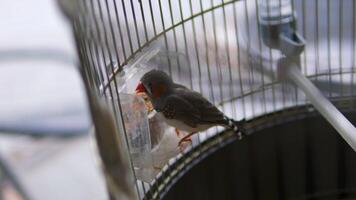Close up shot of two cute little zebra finch or chestnut-eared finch, taeniopygia guttata spotted perching on tree branch and wondering around it surrounding environments, drop a guanoe and fly away. video