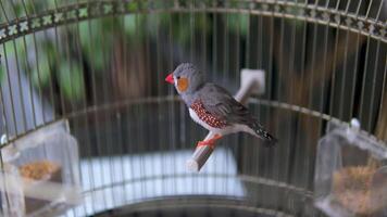 Close up shot of two cute little zebra finch or chestnut-eared finch, taeniopygia guttata spotted perching on tree branch and wondering around it surrounding environments, drop a guanoe and fly away. video