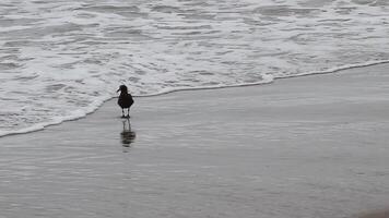 Seagull Walking And Feeding On Beach Then Taking Flight Over Ocean Waves California Handheld video
