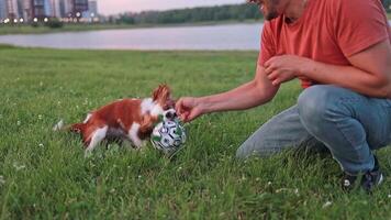 Close-up of a dog playing ball with a man in a summer park. video