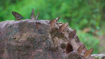 Butterflies cluster on rocks by the waterfall. video