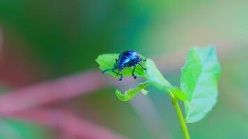 Insect on green leaf blurbackground in nature video