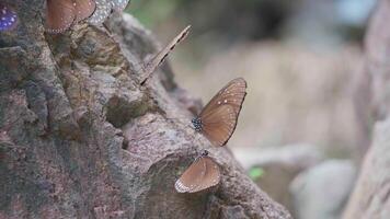 Butterflies cluster on rocks by the waterfall. video