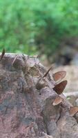 Vertical . Butterflies cluster on rocks by the waterfall. video