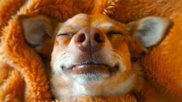 Close-up of a Happy Smiling Dog Wrapped in Cozy Blanket. Concept of Canine Comfort, Joyful Pets, Relaxation, Warmth, Funny Puppy photo