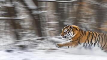 Bengal Tiger Sprinting Across a Snowy Forest. Concept of Wildlife, Speed, Winter, Nature Conservation, Fast Speed, Beauty in Motion, Freeze Frame photo