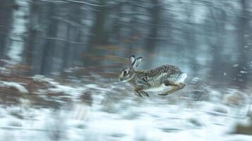Dynamic Photo of a Rabbit Racing Through a Snowy Meadow. Concept of Speed, Wildlife, Winter, Nature, Beauty in Motion, Freeze Frame