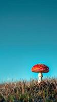 Red Mushroom fly agaric with White Spots in a Field against Clear Blue Sky. Concept of nature, fungi, tranquil outdoor scene. Vertical photo