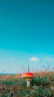 Red Mushroom fly agaric with White Spots in a Field against Clear Blue Sky. Concept of nature, fungi, tranquil outdoor scene. Vertical photo