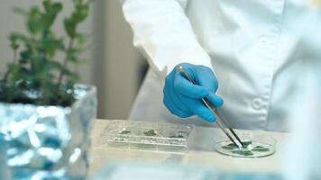 testing a plant sample in a biochemical science laboratory. a scientist studies the genetics of plants video