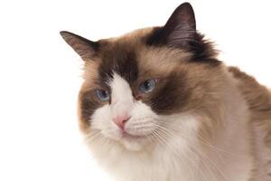 Portrait of purebred Ragdoll cat, isolated on white background photo