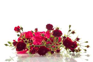 Beautiful red rose on a white background photo