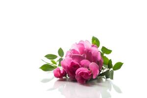 Beautiful pink rose on a white background photo