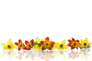 small bouquet of small multicolored flowers isolated on white background photo
