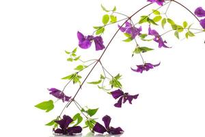 branch of blooming purple clematis, isolated on white background photo