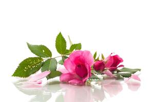 Beautiful pink rose on a white background photo
