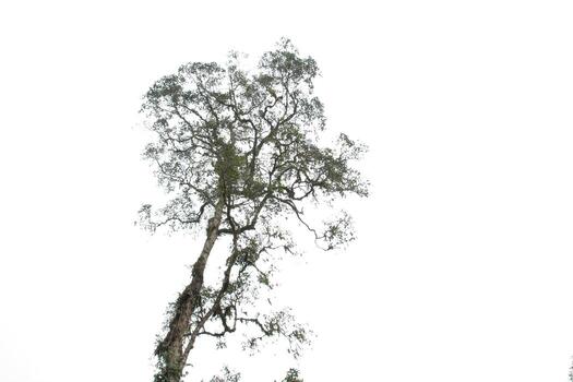 A tree is standing tall in a white background photo