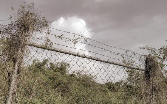 naturaleza tropical selva bloqueado arriba detrás de madera mordaz cable cerca. foto