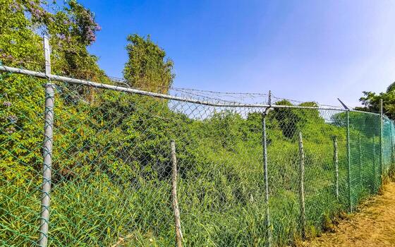 naturaleza tropical selva bloqueado arriba detrás de madera mordaz cable cerca. foto