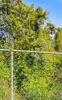 naturaleza tropical selva bloqueado arriba detrás de madera mordaz cable cerca. foto