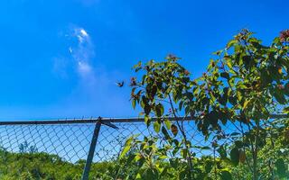 Nature tropical jungle locked up behind wooden barbed wire fence. photo