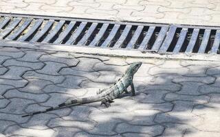 Iguana on ground tropical jungle Playa del Carmen Mexico. photo