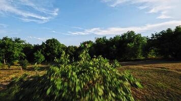 Exciting FPV drone flight over green fields and forests, countryside. Smooth flight behind the drone fpv video