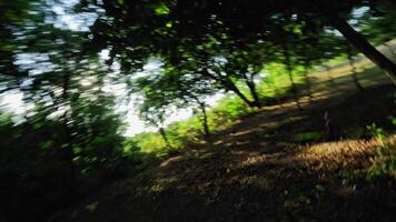 Flying through dense trees in pursuit of a drone, high-speed racing of technology. Drone shooting FPV, 4K video
