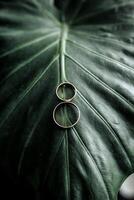 Two gold rings are placed on a leafy green plant. The rings are positioned in a way that they are almost touching each other. Concept of unity and connection photo