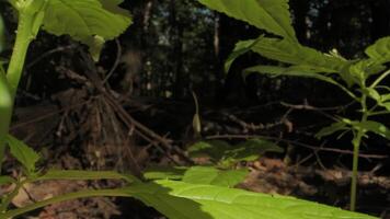 A close-up view of Green leaves grow on plants in the forest on a sunny day. video