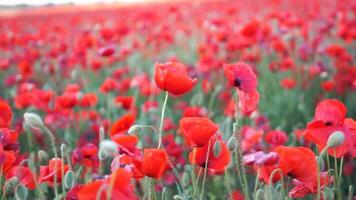 A field of red poppies is in full bloom. The flowers are scattered throughout the field, creating a beautiful and vibrant scene. The bright red color of the flowers contrasts with the green grass. video