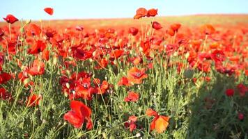 A field of red poppies is in full bloom. The flowers are scattered throughout the field, creating a beautiful and vibrant scene. The bright red color of the flowers contrasts with the green grass. video